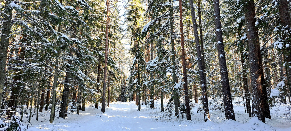 Miškų darbai, UAB