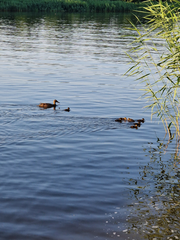 Baidarių nuoma Uostadvaryje