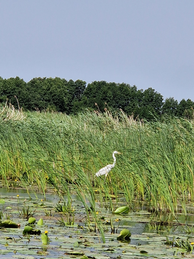 Baidarių nuoma Uostadvaryje