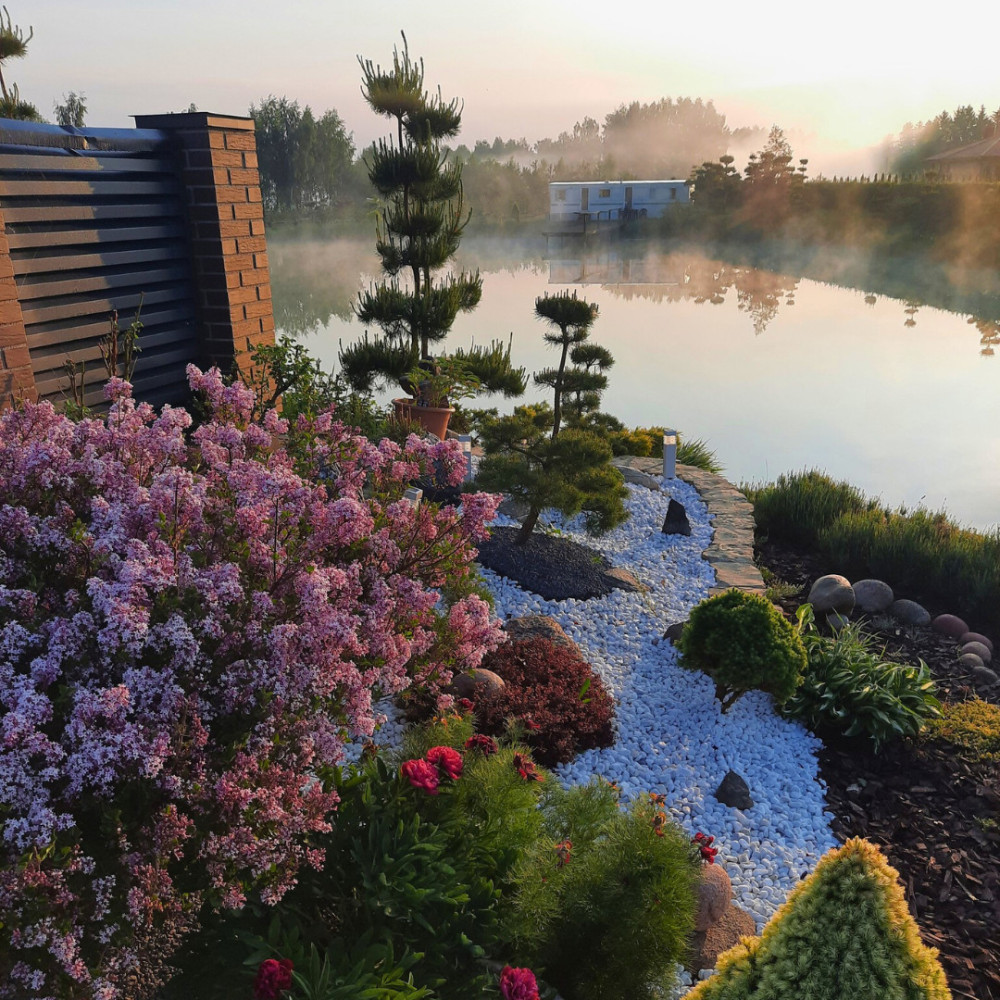 Bonsai - pušelės