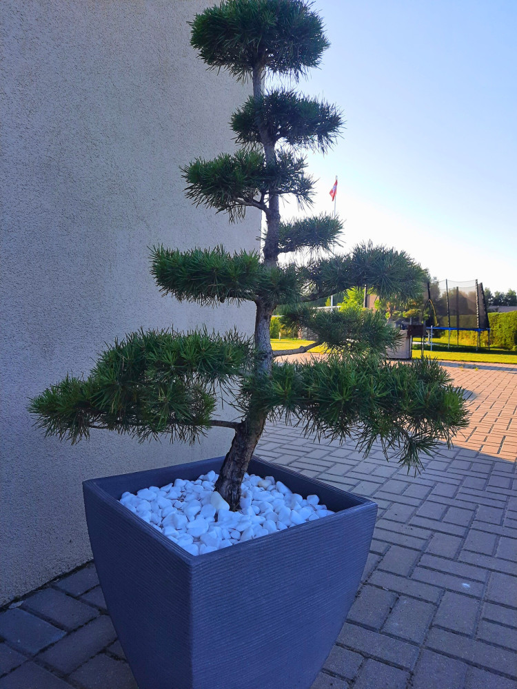 Bonsai - pušelės