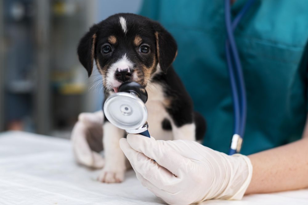 Profesionali veterinarija Jūsų augintiniams